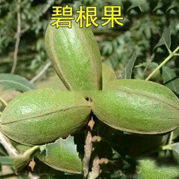 碧根果成活率高品种好产量高欢迎实地选购