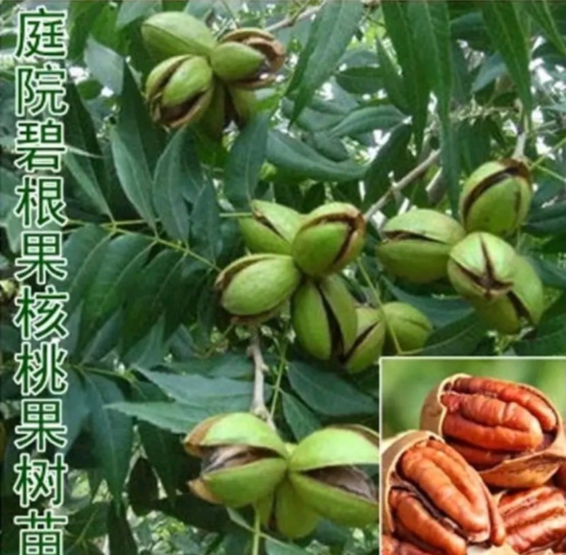 碧根果成活率高品种好产量高欢迎实地选购