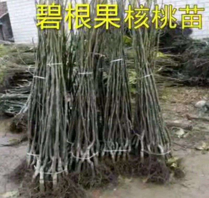 碧根果成活率高品种好产量高欢迎实地选购