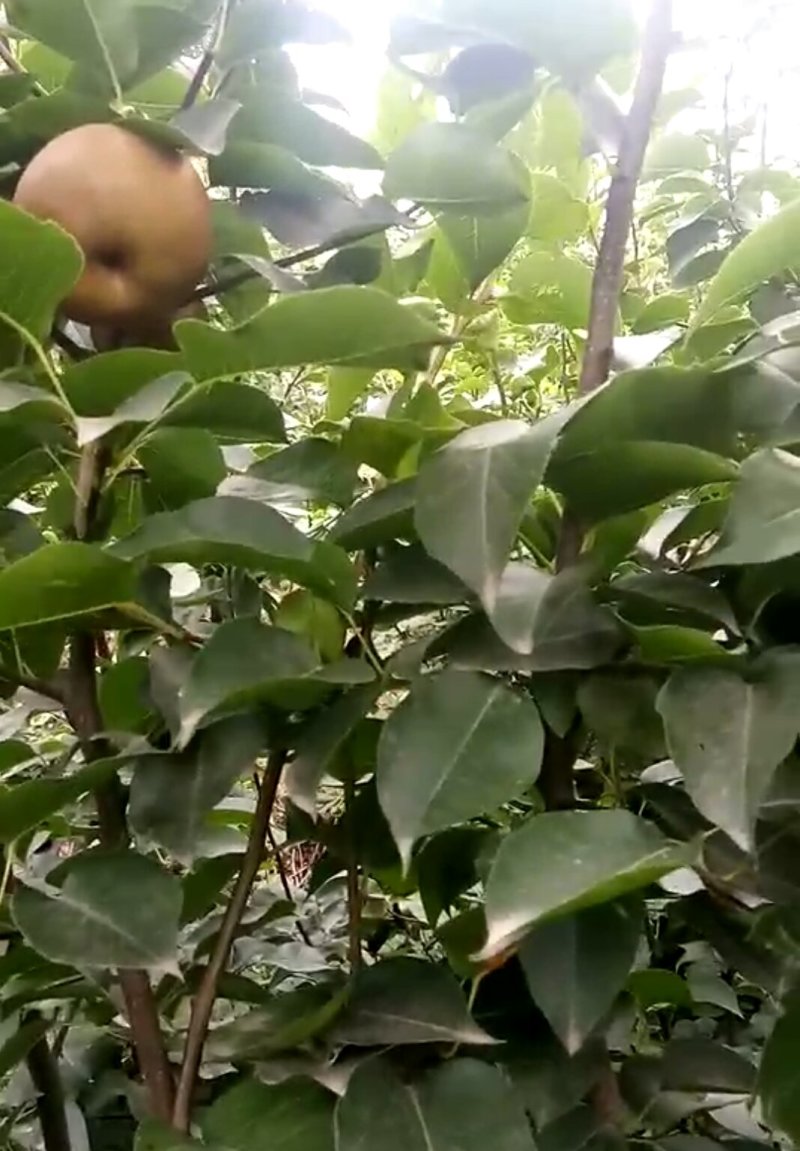 梨树苗河南嫁接秋月梨树苗