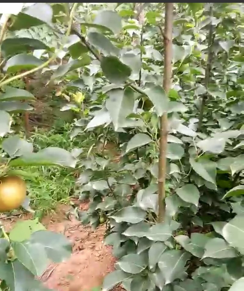 梨树苗河南嫁接秋月梨树苗