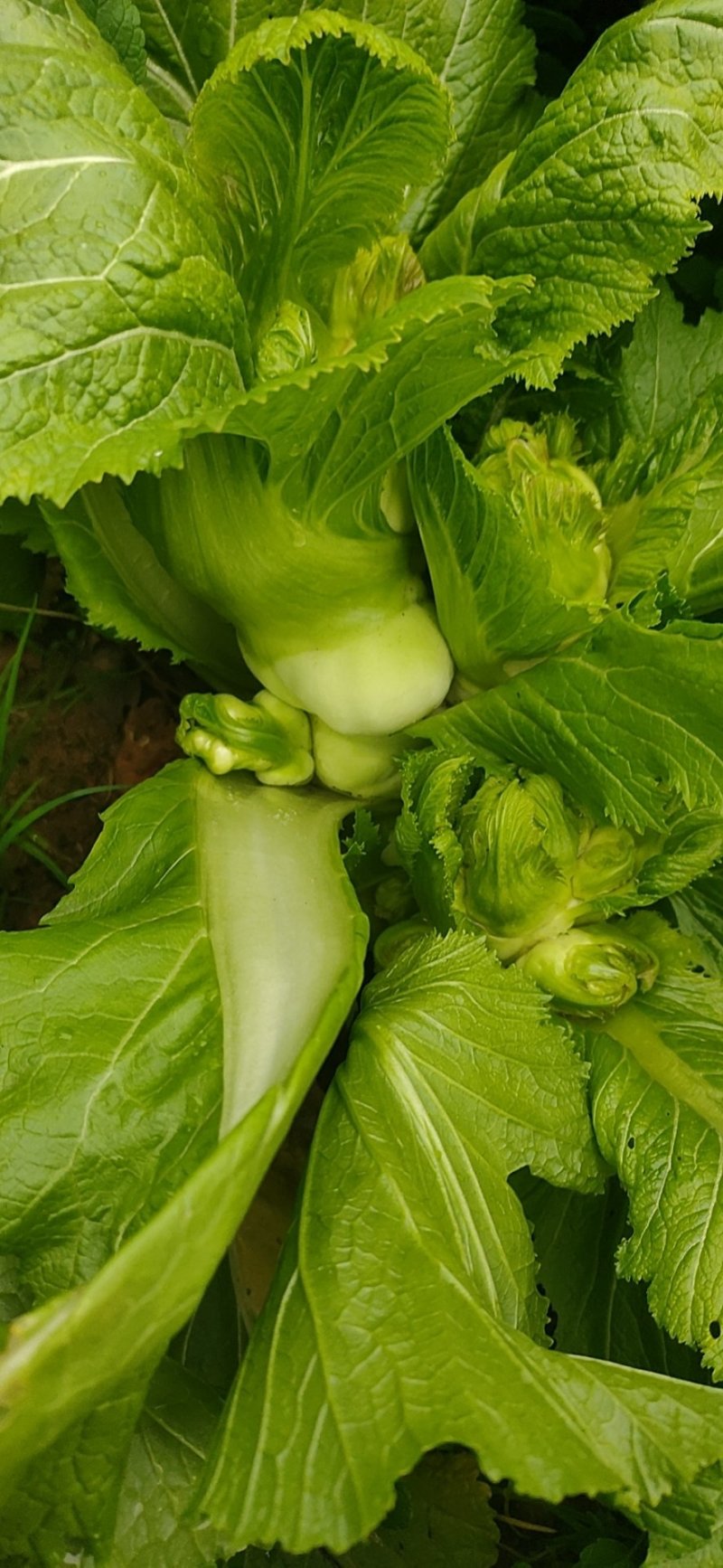儿菜