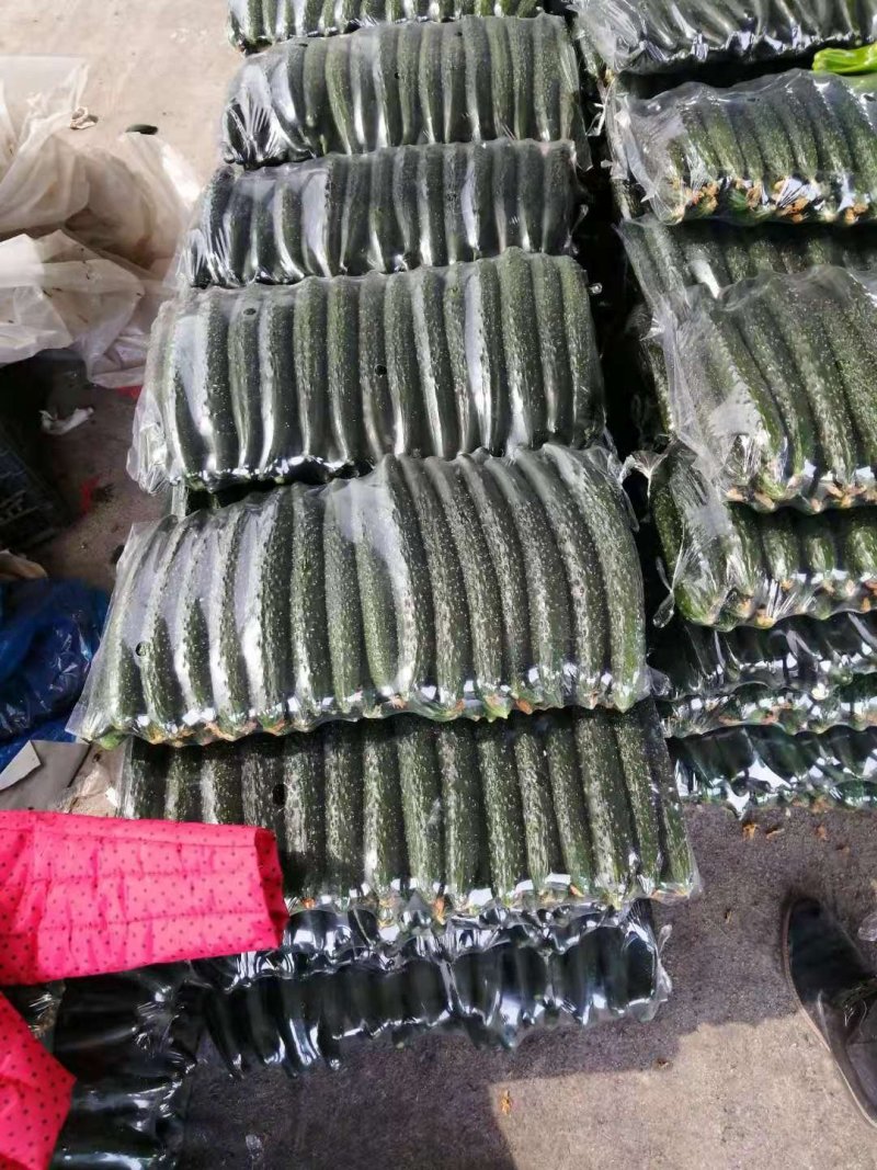【新品上市】密刺黄瓜山东临沂黄瓜产地直发市场商超可视频拿货