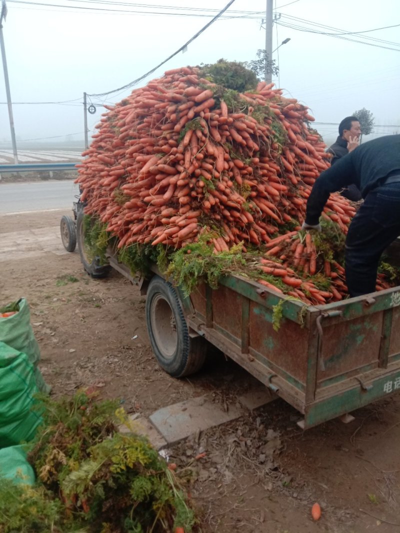 大量三红萝卜