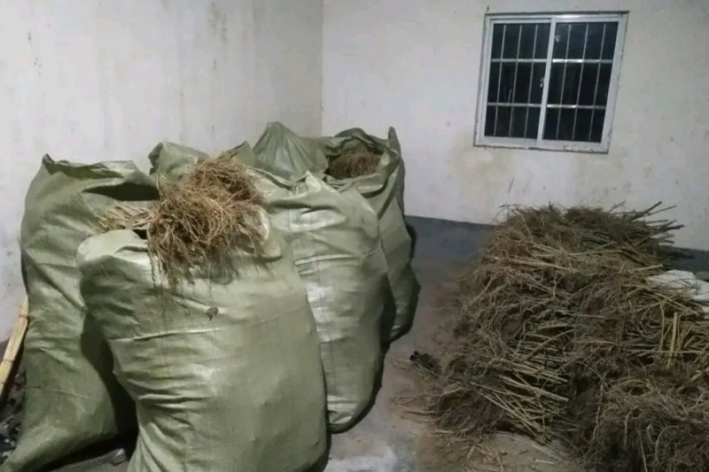 桑葚苗成活率高欢迎实地考察学习技术【速生生长速度快】
