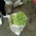 洪湖美丽清脆爽口篱蒿（芦蒿）自家种植基地