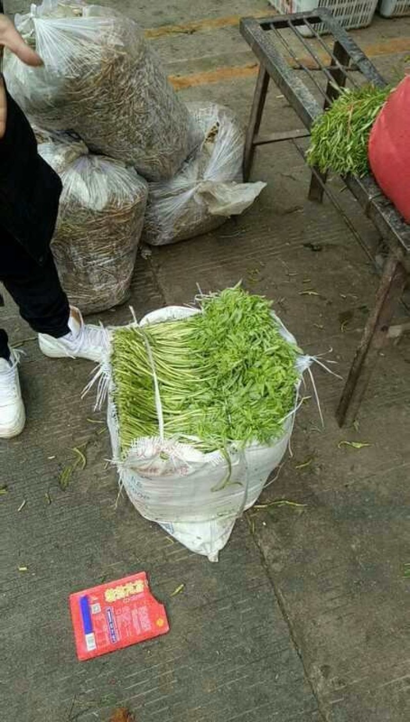 洪湖美丽清脆爽口篱蒿（芦蒿）自家种植基地