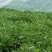 洪湖美丽清脆爽口篱蒿（芦蒿）自家种植基地