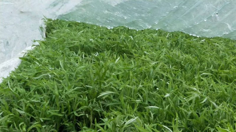 洪湖美丽清脆爽口篱蒿（芦蒿）自家种植基地