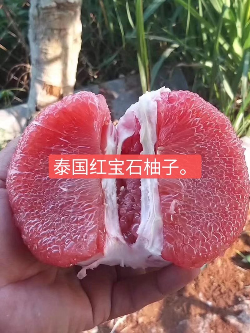柚子苗.嫁接红宝石柚子苗，青柚树苗，一手货源，品种保证，