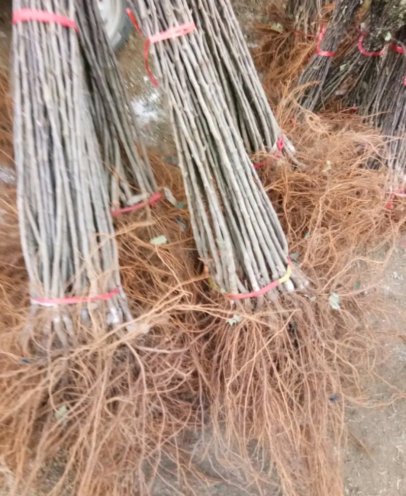 新品种红富士苹果苗《速生生长结果快》成活率高