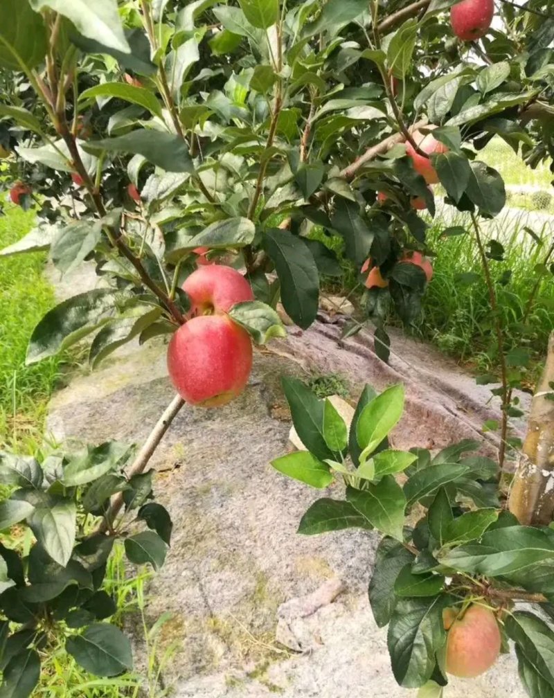 新品种红富士苹果苗《速生生长结果快》成活率高