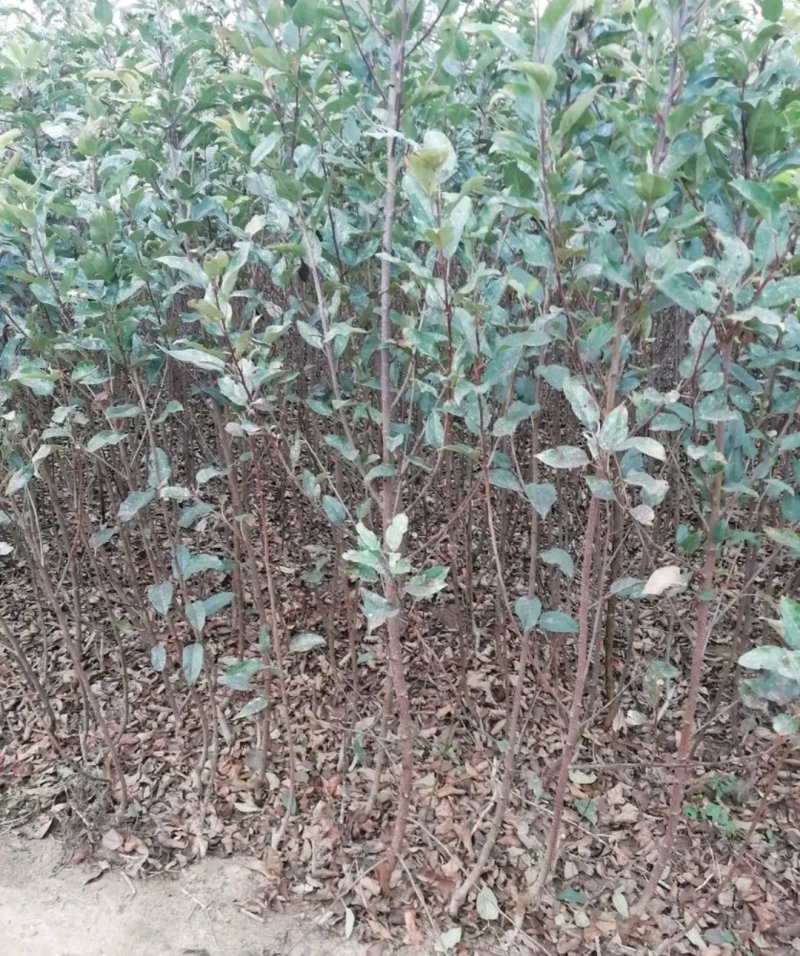 新品种红富士苹果苗《速生生长结果快》成活率高