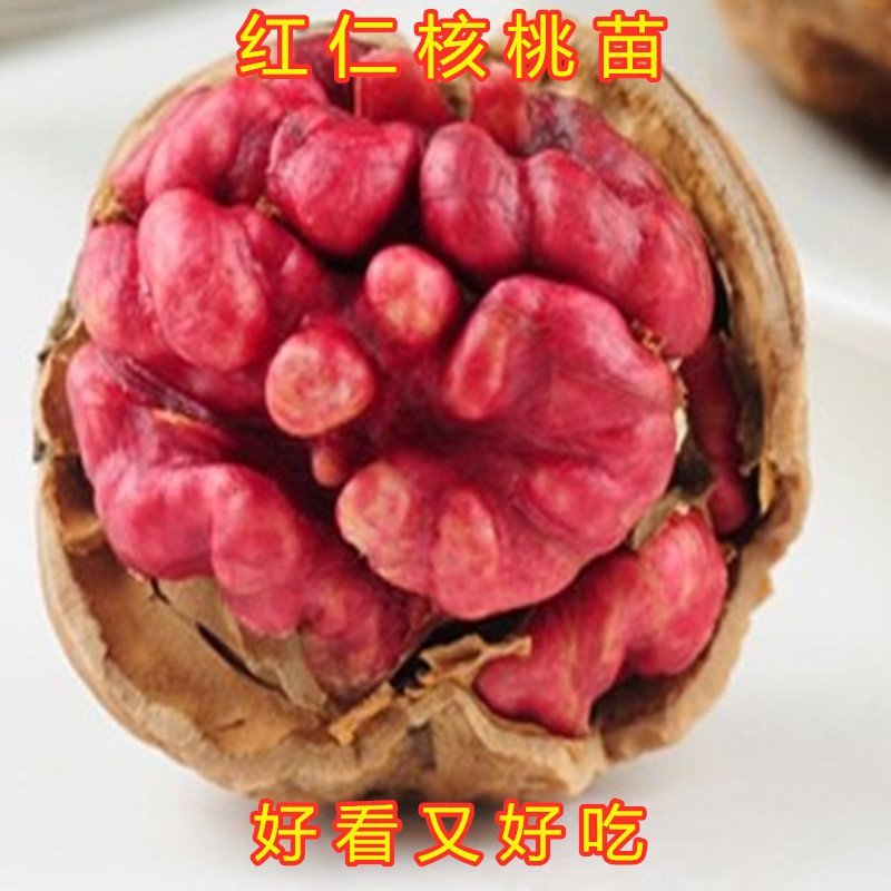 红仁核桃苗红仁核桃树苗嫁接薄皮核桃树苗南北方种植