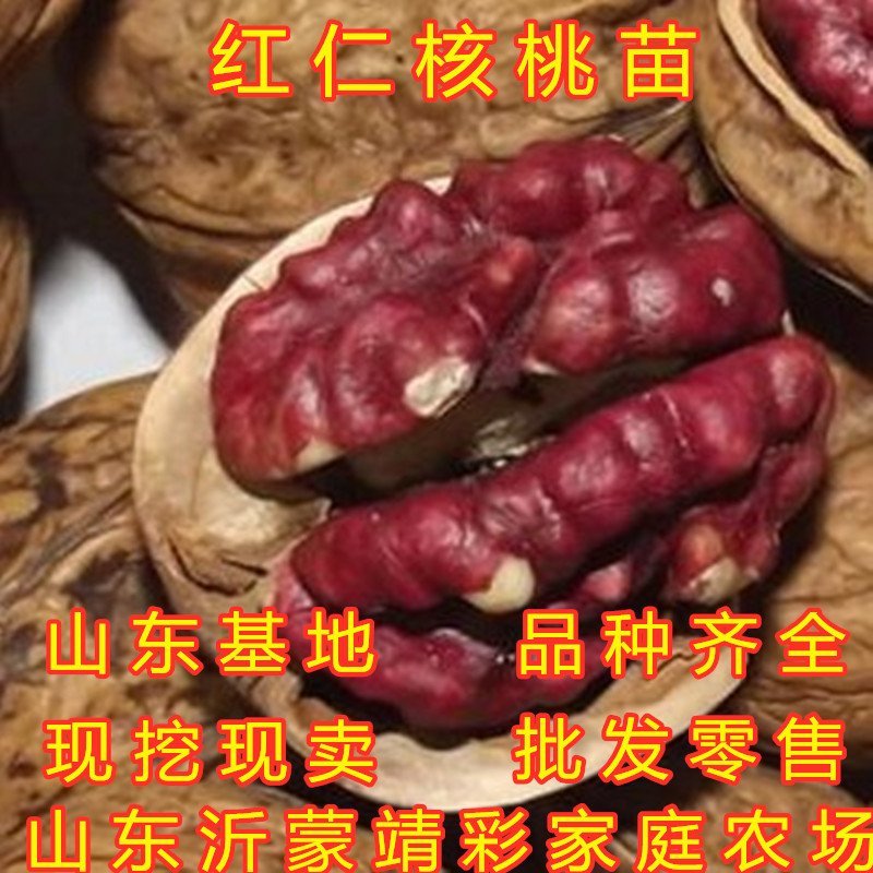 红仁核桃苗红仁核桃树苗嫁接薄皮核桃树苗南北方种植