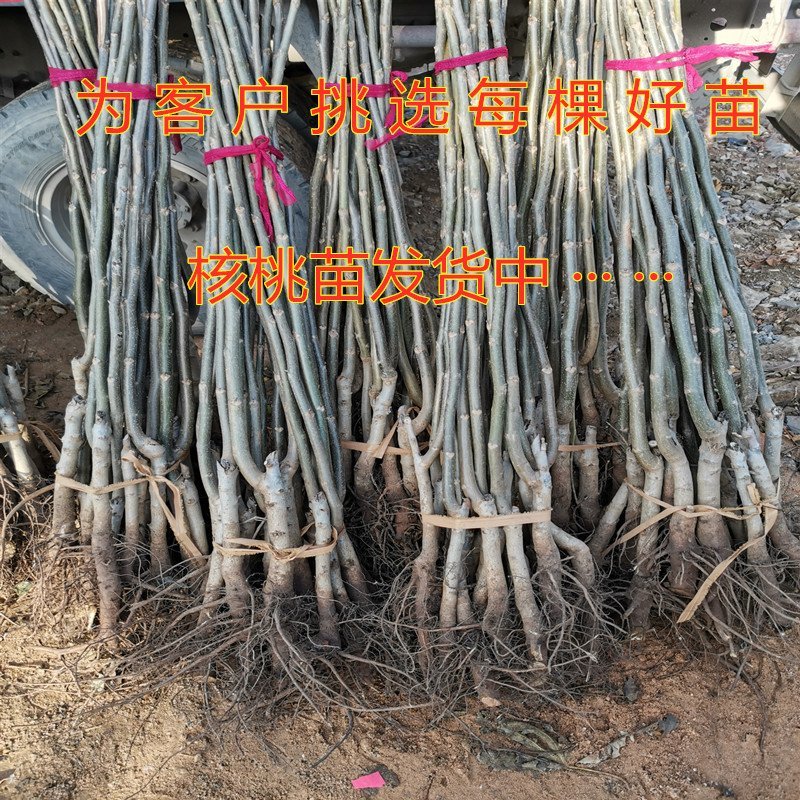 红仁核桃苗红仁核桃树苗嫁接薄皮核桃树苗南北方种植