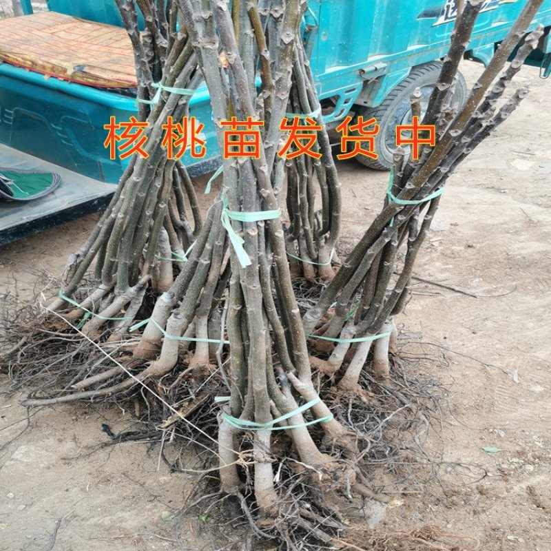 红仁核桃苗红仁核桃树苗嫁接薄皮核桃树苗南北方种植