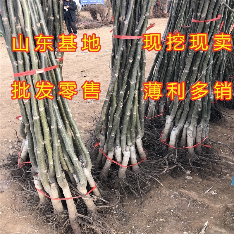 红仁核桃苗红仁核桃树苗嫁接薄皮核桃树苗南北方种植