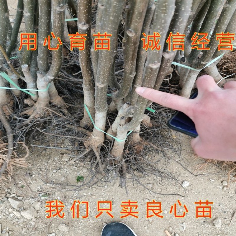红仁核桃苗红仁核桃树苗嫁接薄皮核桃树苗南北方种植