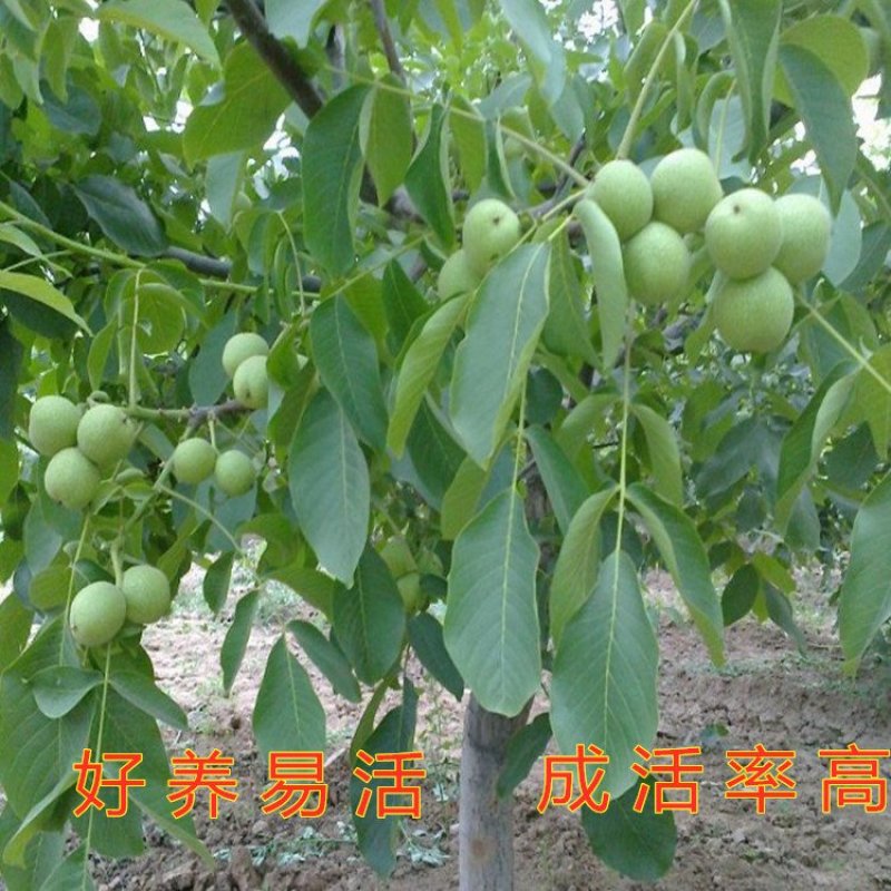 红仁核桃苗红仁核桃树苗嫁接薄皮核桃树苗南北方种植