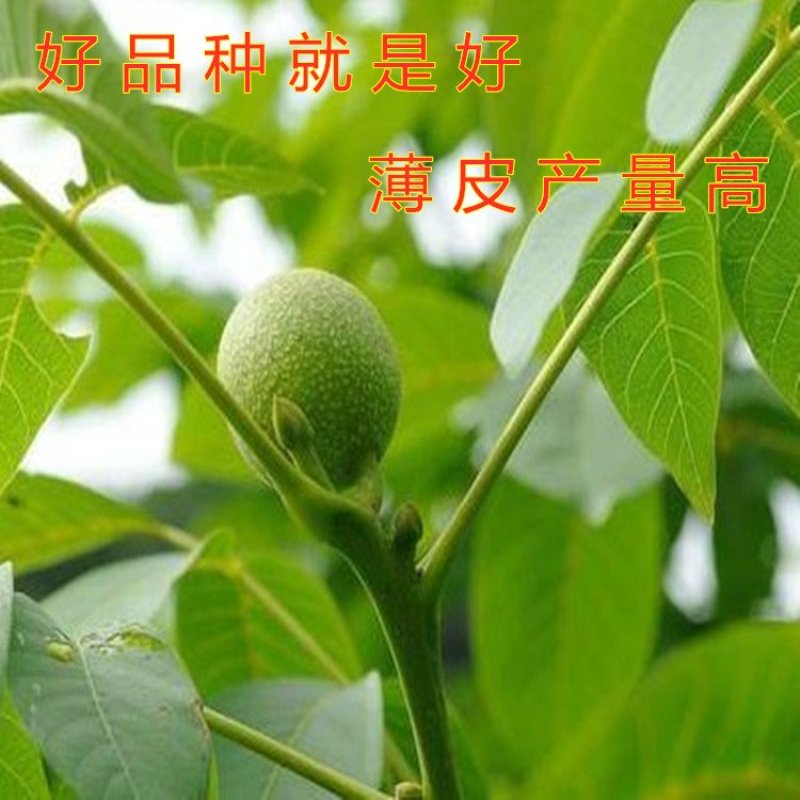 薄皮大核桃树苗嫁接薄皮核桃树苗一捏就碎核桃苗树苗
