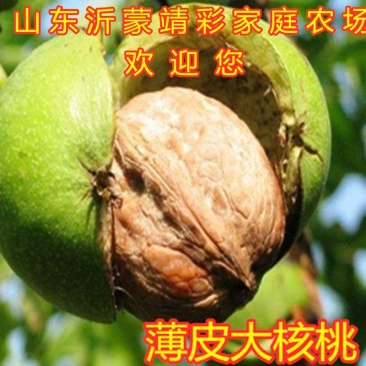 薄皮大核桃树苗嫁接薄皮核桃树苗一捏就碎核桃苗树苗