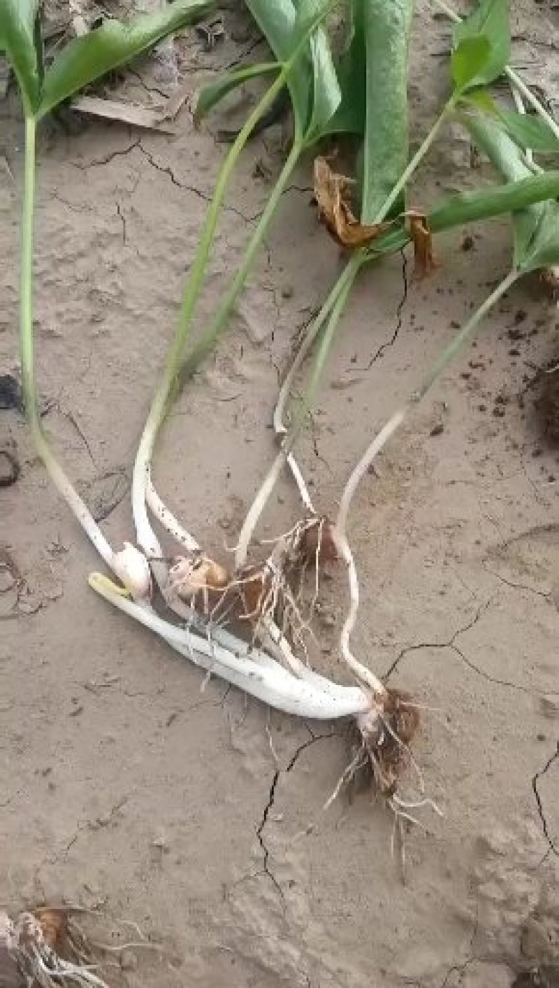 出售大量河北保定优质半夏种苗自产自销！质量保证品种优良