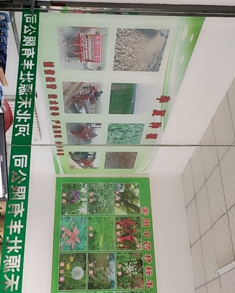 出售大量河北保定优质半夏种苗自产自销！质量保证品种优良