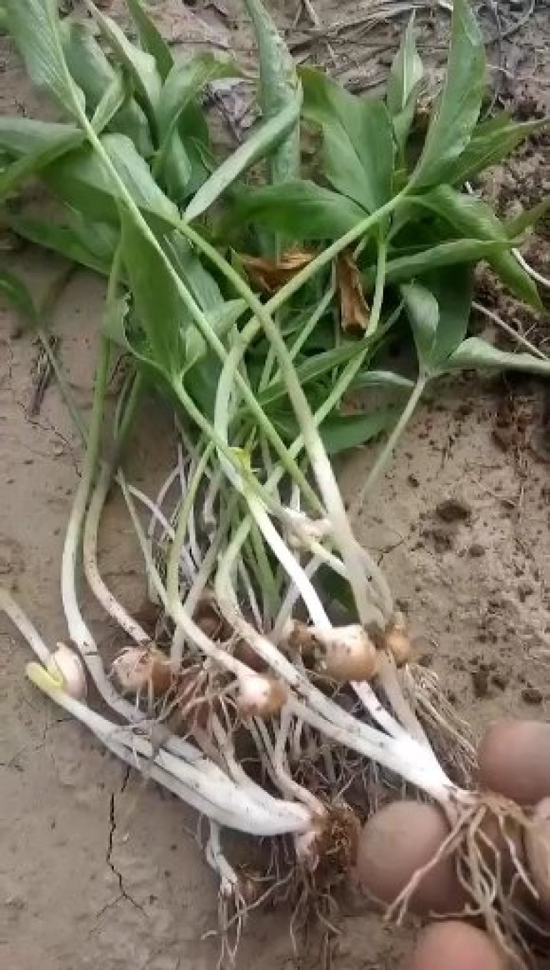 出售大量河北保定优质半夏种苗自产自销！质量保证品种优良
