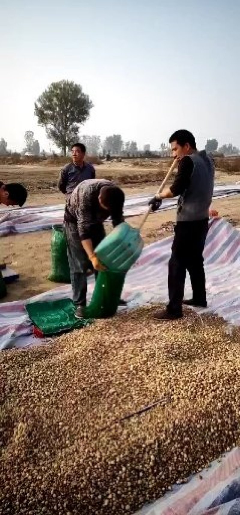出售大量河北保定优质半夏种苗自产自销！质量保证品种优良