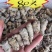 【一斤包邮】云南文山三七足20头30头品质保证产地直销
