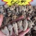 【一斤包邮】云南文山三七足20头30头品质保证产地直销