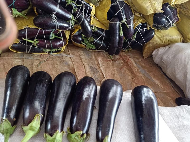 河南夏邑县黑茄子精品代收代发一手货源大量有货。