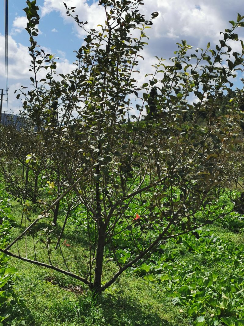 红富士苹果树苗，华硕，红露，烟富都有袋苗70~80cm