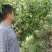 早熟青脆李子苗果树树苗李子树苗峰糖李早熟三华李