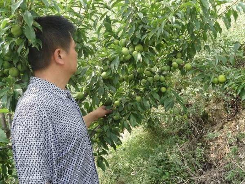 早熟青脆李子苗果树树苗李子树苗峰糖李早熟三华李