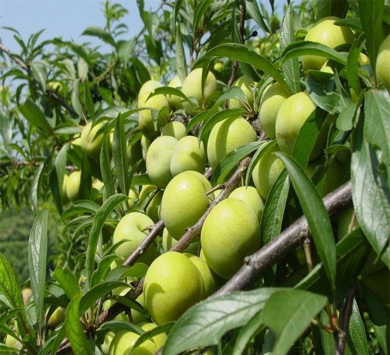 现代化农产品检测实验室内部,技术人员正在使用质构仪测试李子果肉硬度,旁边配有糖度计、pH计、电子天平等仪器。桌面上摆放不同编号的李子样品,标签注明‘蜂糖李’、‘羌脆李’、‘黑琥珀’等品种名称,体现科学化品质评估流程 李子品质检测实验室场景