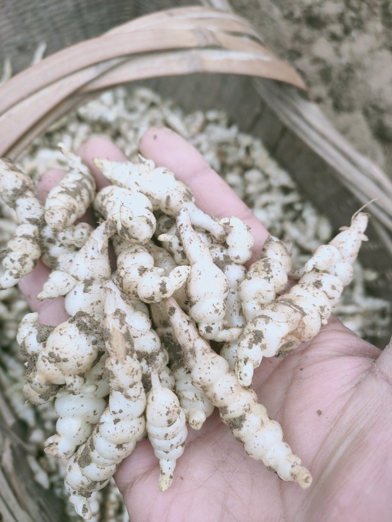 螺丝菜地环菜宝塔菜颜色白亮现挖现发基地直供