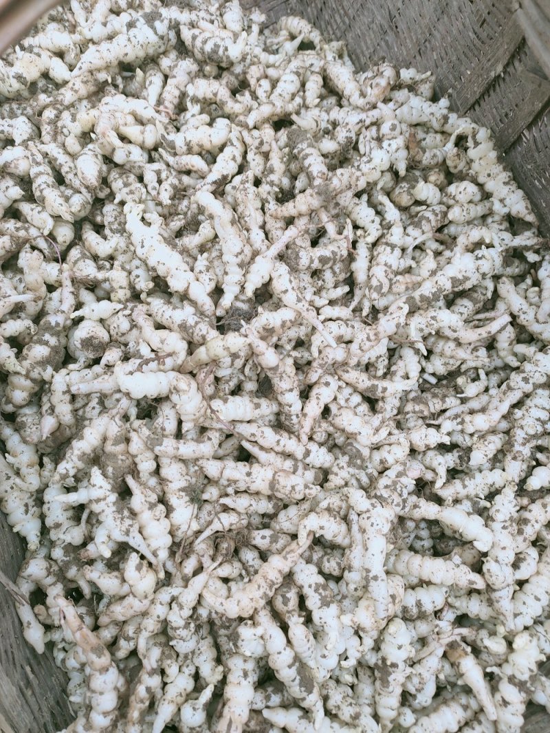 螺丝菜地环菜宝塔菜颜色白亮现挖现发基地直供