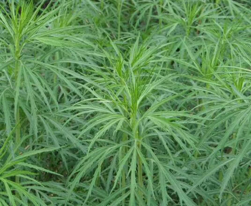 安徽新村镇芦嵩小镇优品的