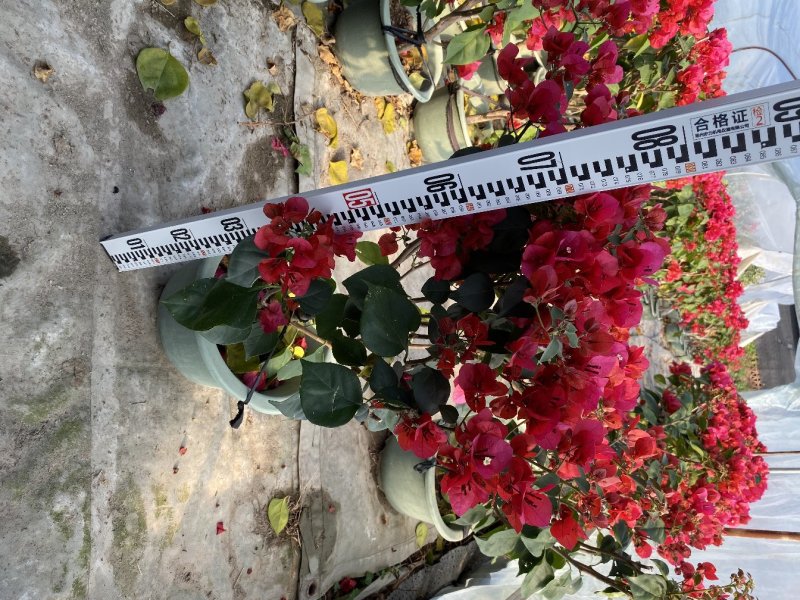 三角梅精品盆栽漳州基地种植一手货源视频看货欢迎实地参观