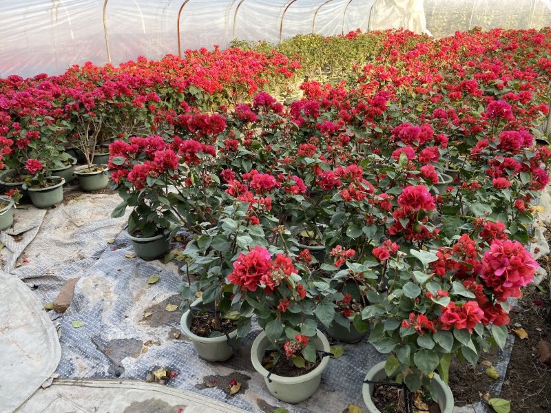 三角梅精品盆栽漳州基地种植一手货源视频看货欢迎实地参观