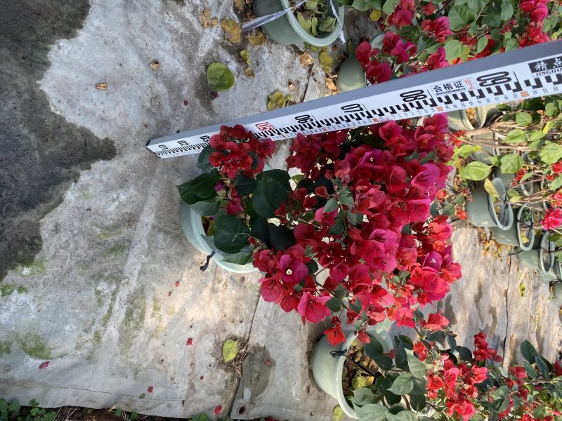 三角梅精品盆栽漳州基地种植一手货源视频看货欢迎实地参观