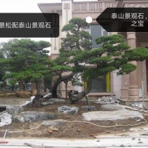 造型松，黑松，景松，迎客松，黑松造型树大量现货基地直发