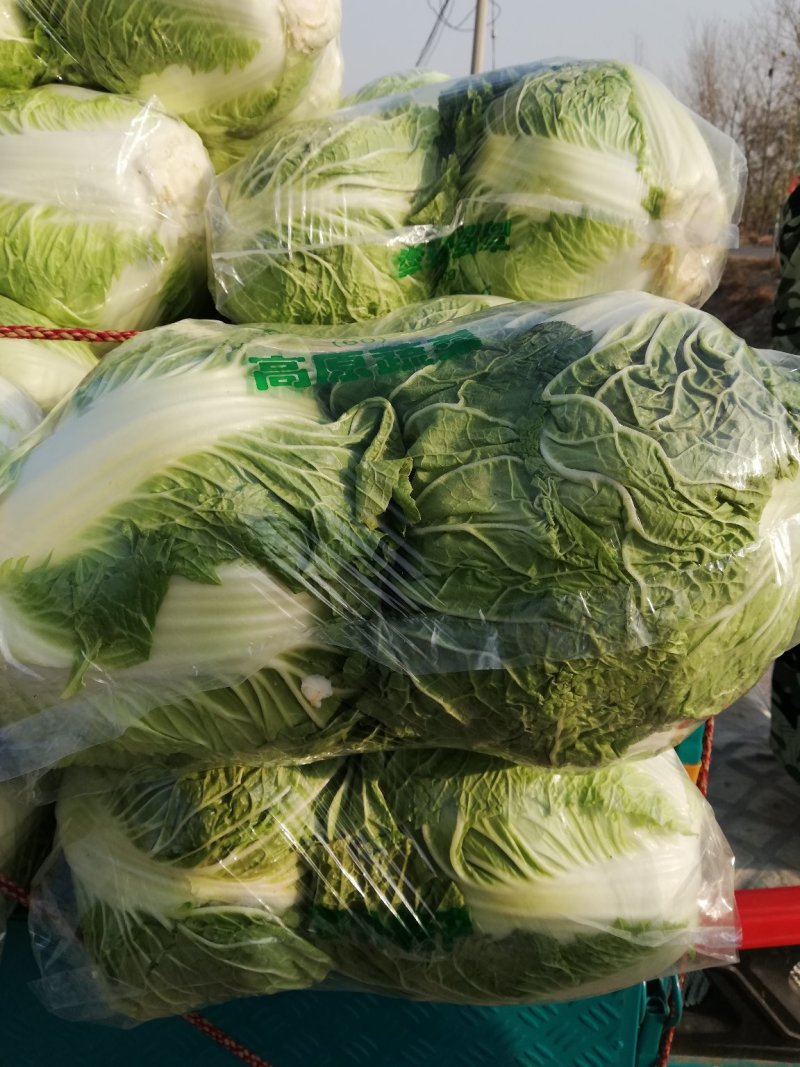 大白菜，精品大白菜大量上市