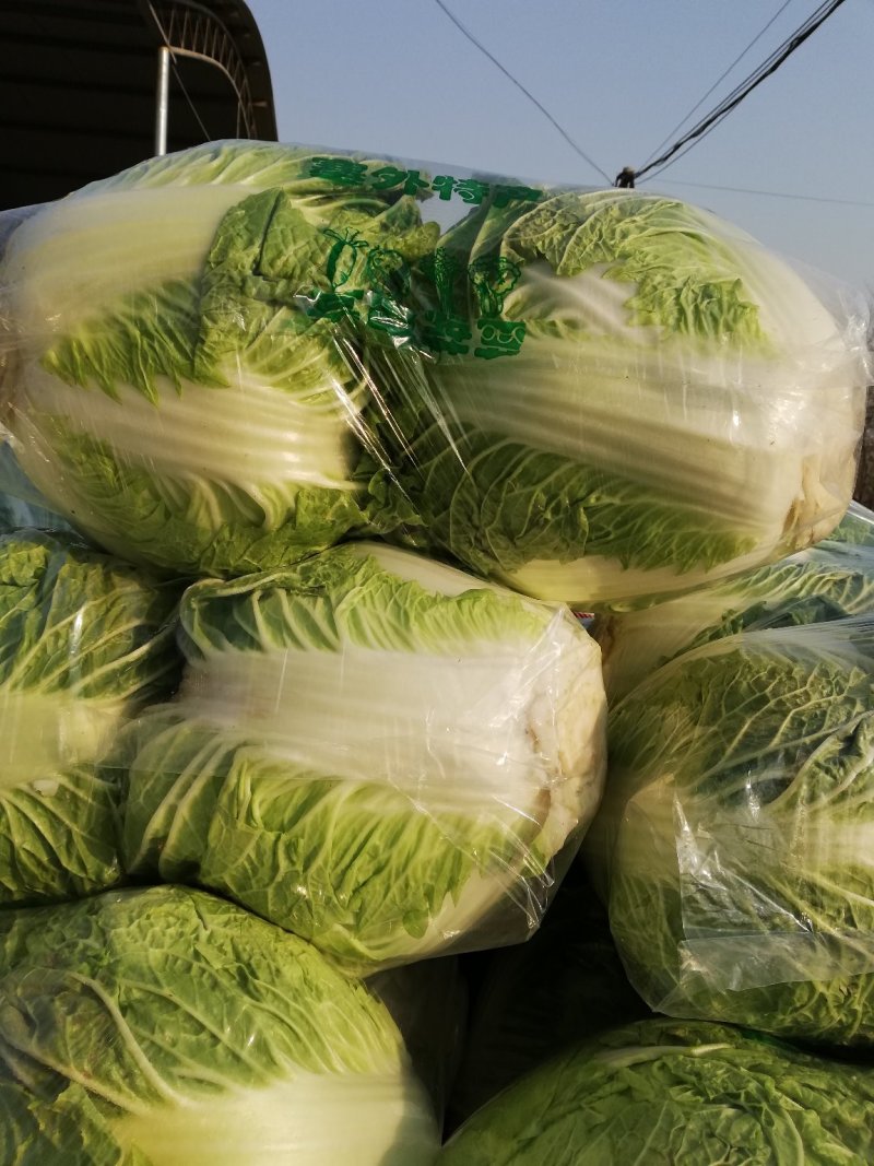 大白菜，精品大白菜大量上市