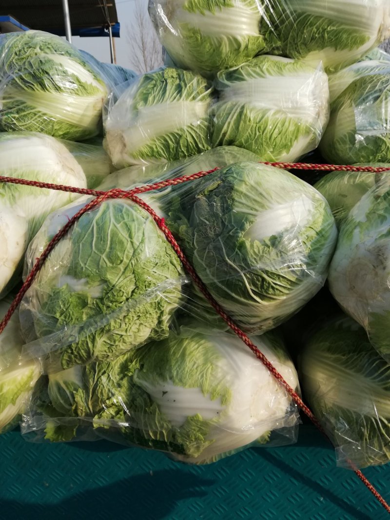 大白菜，精品大白菜大量上市