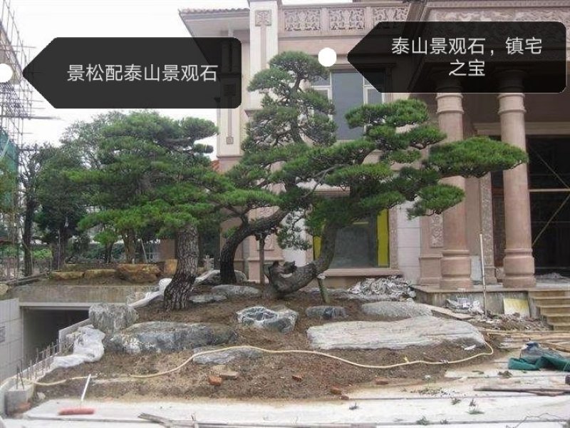 泰山黑松造型松，迎客松自家基地大量现货诚信经营