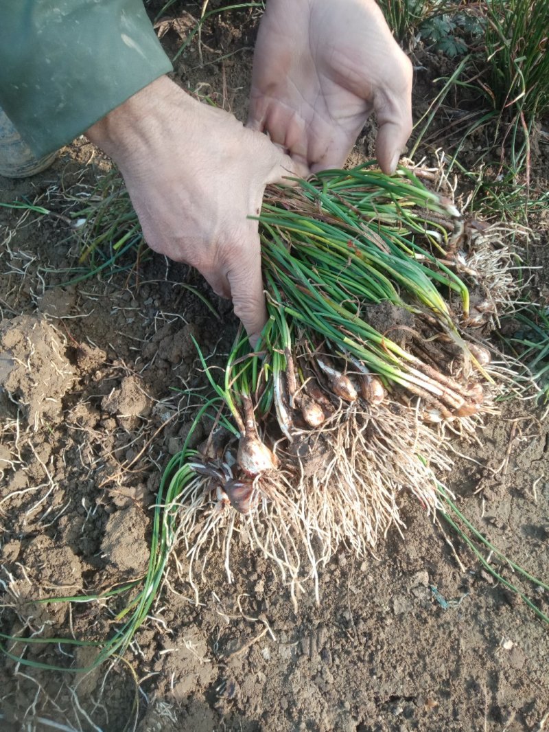 优质葱兰批发葱兰葱兰基地