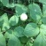 长白山野生白芍净根毛货